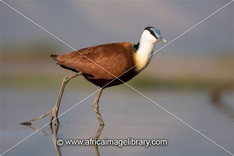 Photos And Pictures Of African Jacana Actophilornis Africana Zimanga