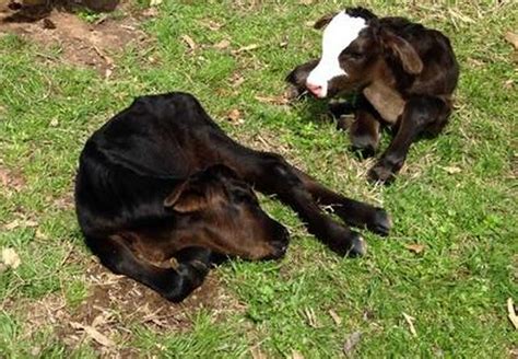 Texas Cow Gives Birth To Four Calves In Extremely Rare Occurrence