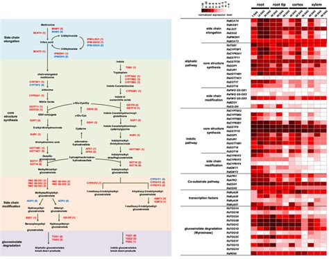 Glucosinolate Biosynthesis And Degradation Genes In R Sativus A