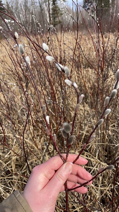 Pussy Willow From Lake Of The Woods County US MN US On March 18 2024 At 02 39 PM By Brilyn