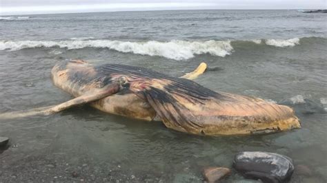 Trapped Whale Carcass Washes Ashore Near Old Perlican Cbc News