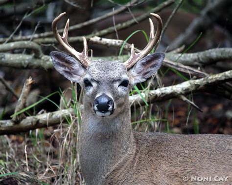 Key Deer | Noni Cay Photography