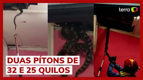 Cobras gigantes despencam do teto e assustam moradores vídeo