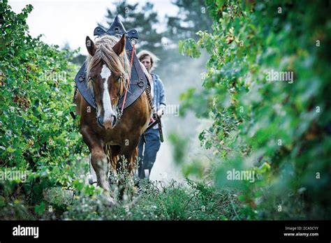 France, Aude (11), St.-Polycarpe, Gres-Vaillant vineyard, vineyard ...