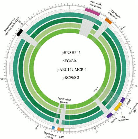 Comparison Of The Circular Genome Maps Of Plasmid Sequences Of Three