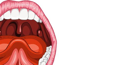 Mucosa Bucal Odontoup