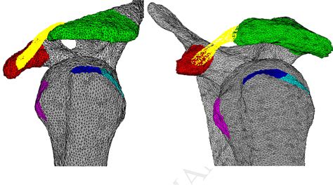 Coracoacromial Arch | Semantic Scholar