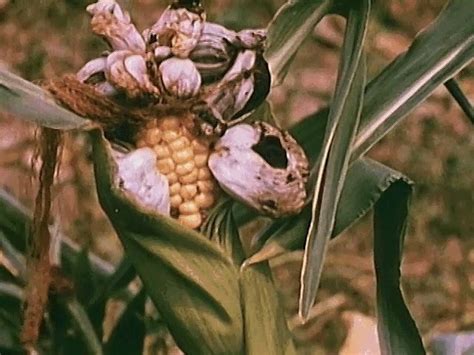 How Fungi Infect And Destroy Crops Britannica