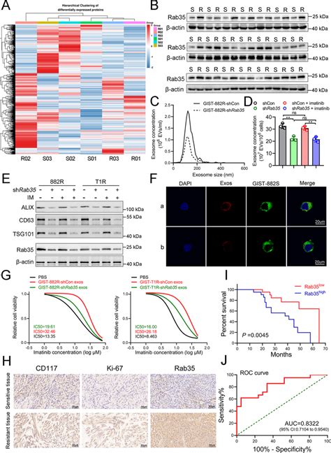 Rab Is Differentially Upregulated In Imatinib Resistant Gists And