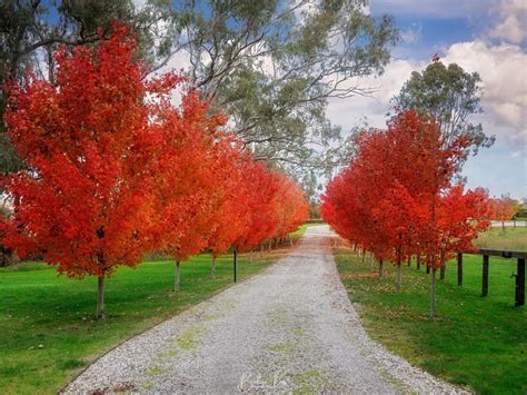 Autumn In Victoria A Guide To Capturing Its Colours Bevlea Ross