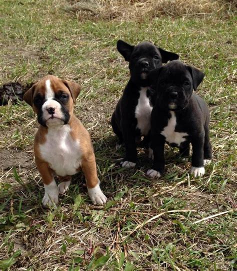 REGD REVERSE BRINDLE BOXER FOR STUD Red Deer and Vicinity, Central Alberta