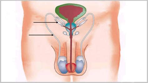 Print Map Quiz Aparato Reproductor Masculino Aparato Reproductor