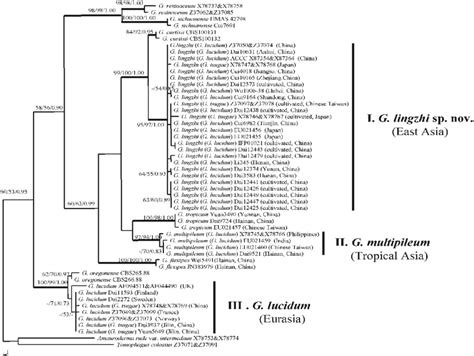 One Of The Most Parsimonious Trees Illustrating The Phylogeny Of Download Scientific Diagram