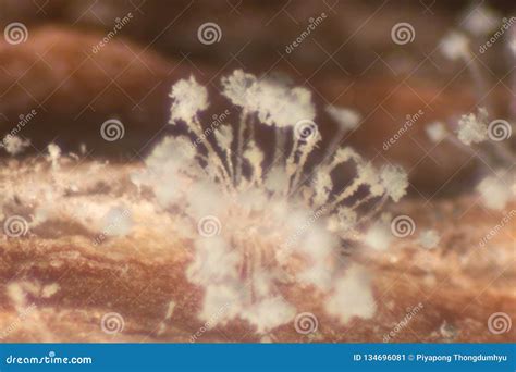 Fungi,Rhizopus Bread Mold Under the Microscope. Stock Image - Image of mould, magnification ...