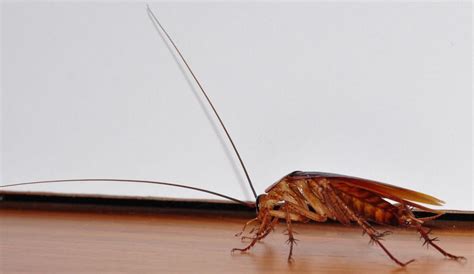 How To Get Rid Of Roaches Without An Exterminator - All About Roaches