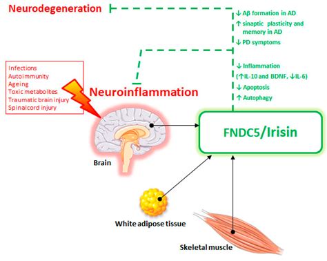 Ijms Free Full Text Fndc Irisin System In Neuroinflammation And