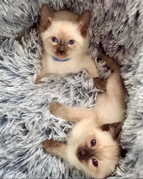 6 Intriguing Facts About Seal Point Siamese Cats Artofit