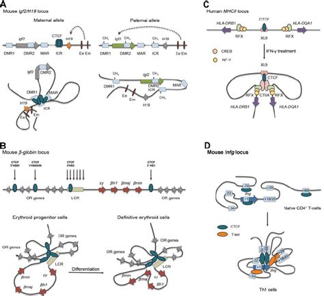 Ctcf Mediated Gene Insulation Via Chromatin Looping At Several Model