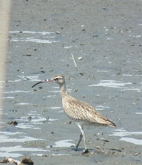 Whimbrel Numenius Phaeopus Poor Photo Taken On The Edo G Flickr