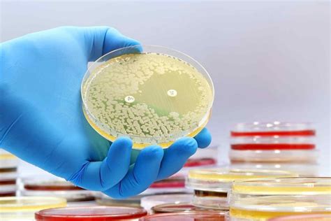 How the human microbiota may help treat tough infections