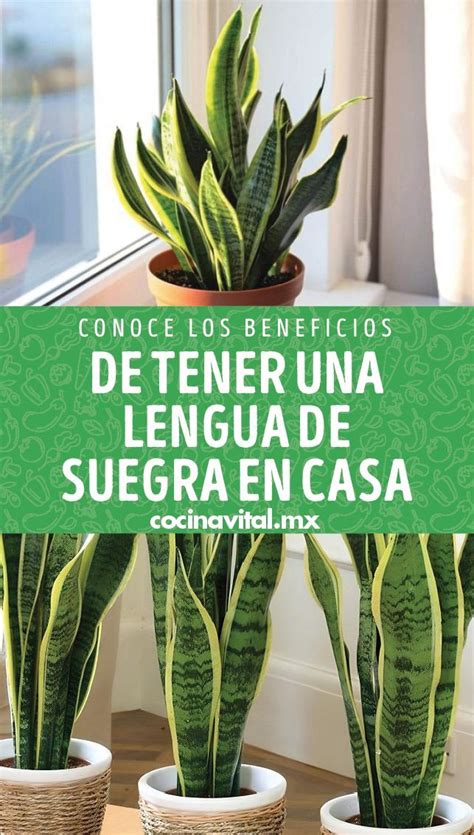 Conoce Los Beneficios De Tener Una Lengua De Suegra En Casa Artofit