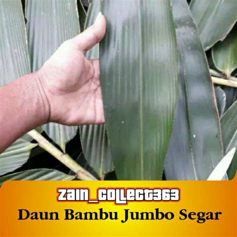 Jual Daun Bambu Segar Jumbo Lembar Lebar Cm Shopee Indonesia