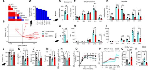 Inhibition Of Sphingolipid De Novo Synthesis Improves Muscle Function