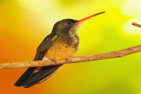 Cuál es la Influencia de la Latitud en la Migración de los Colibríes