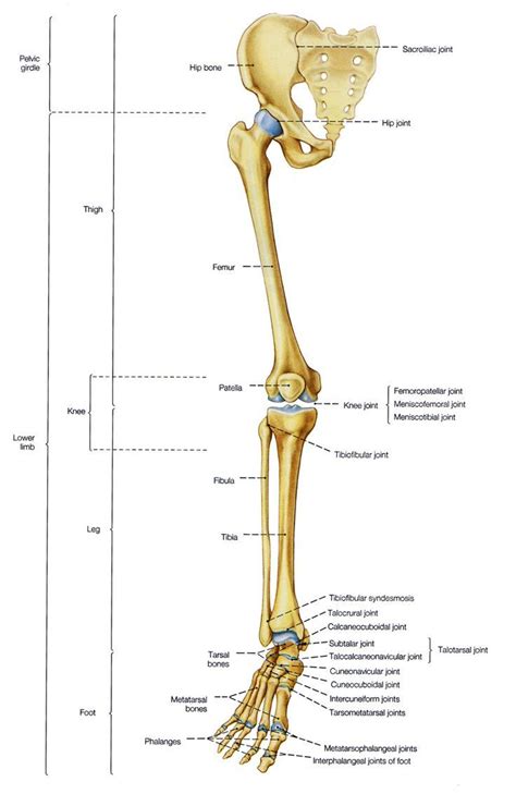 Label The Features Of The Leg Bones