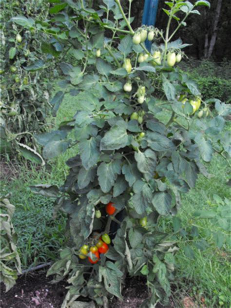 Blight resistant tomato varieties