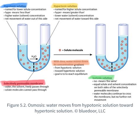 Osmosis Flashcards Quizlet