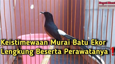 Keistimewaan Murai Batu Ekor Lengkung Beserta Perawatanya ️ Youtube