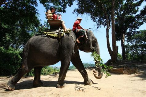 Siam Safari Elephant Trek Phuket Elephant Tour