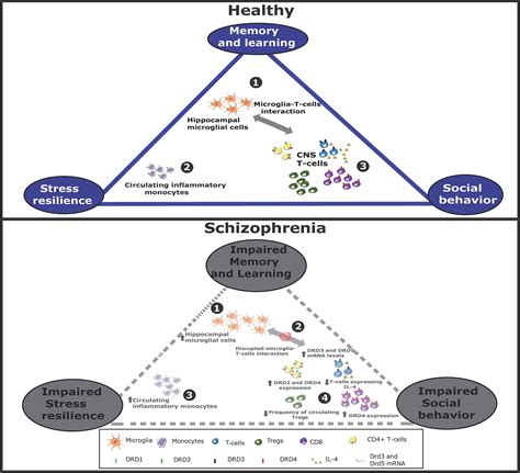 Frontiers The Cross Talk Between The Dopaminergic And The Immune