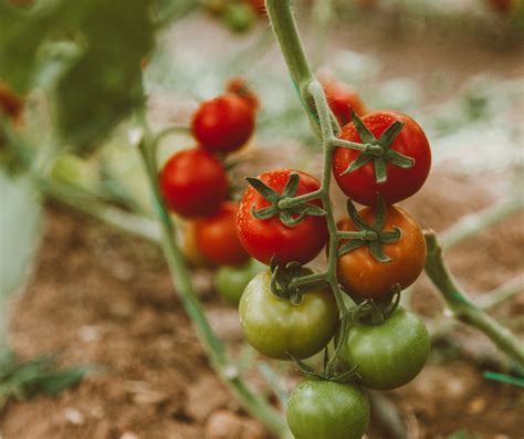 Análisis Y Detección Del Virus Rugoso Del Tomate Lab Tentamus