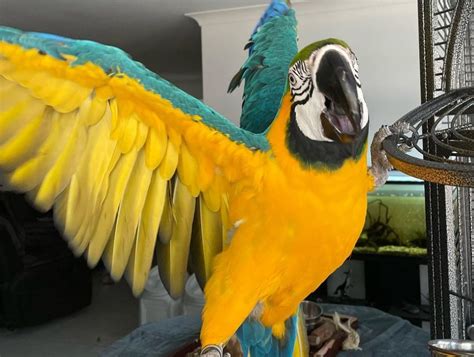 Parrot Rescue Parrots For Adoption Companion Parrots