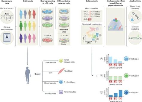 Integrating Population Genetics Stem Cell Biology And Cellular