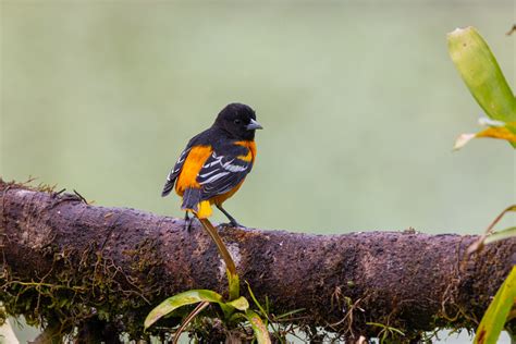 Photographing Birds With Canon Rf 800mm F11 Is Stm Kathy Adams Clark