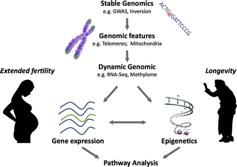 Extended Fertility And Longevity The Genetic And Epigenetic Link