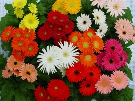 Romantic Flowers: Gerbera Flower