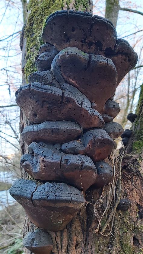 Phellinus Igniarius Vrbov Pluta