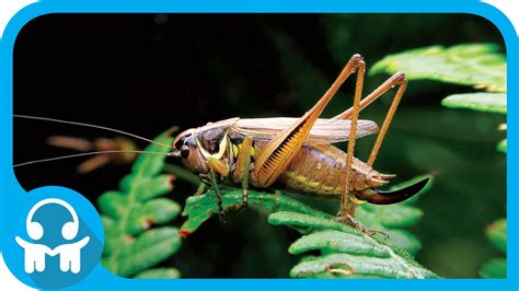 White Noise Nature Sounds Chirping Crickets Youtube