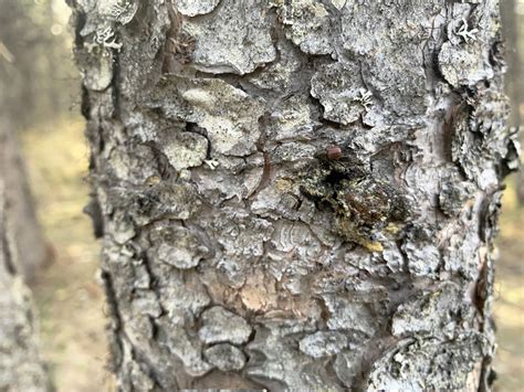 Spruce Beetle Eating