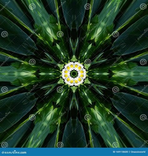 Unique Daisy S On Green Abstract Background Stock Photo Image Of