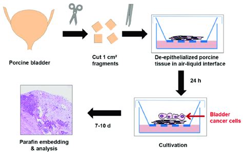 Schematic Overview Of Ex Vivo Organ Culture Model For Cell Invasion