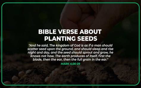 Bible Verse About Planting Seeds Scripture Savvy