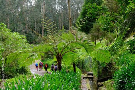 Foto De Levada Do Rei Ribeiro Bonito Beautiful Views Of Levada With