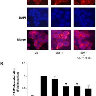 A Cells Were Pretreated With GLP 1 9 36 For 30 Min At Concentrations