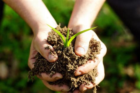 Manos Femeninas Que Sostienen El Suelo Y La Planta Primer A Foto De