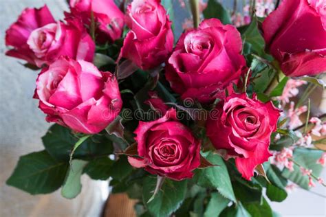 Special Roses To Congratulate Stock Photo - Image of greetings, bouquet ...